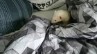 Trying to stash the duvet... inside the duvet. Very smart.
