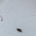 Original content: I tied a bee to a thread. Don’t worry, it wasn’t hurt.