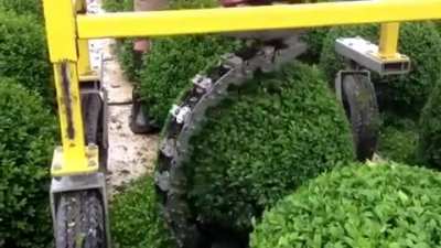 Buxus Trimming Machine