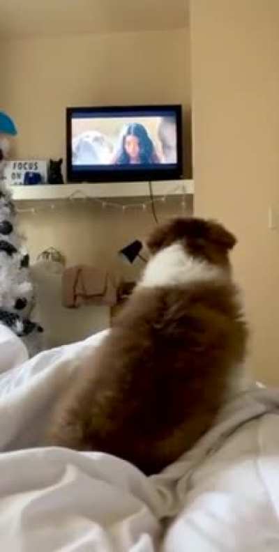 Scaredy-cat!