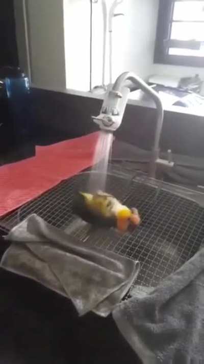 One happy showering birb
