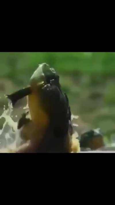 Moldy Frog