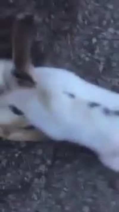 Rabbit being bros. He stay to take care of his friend!
