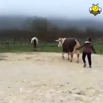 Cow thinks he's a showjumping horse