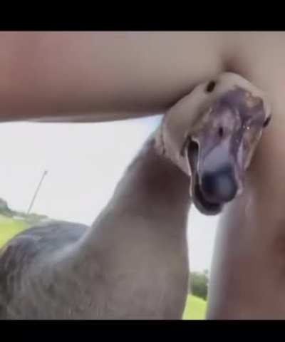 Goose
