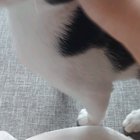 Baby Sprinkles hasn't figured out how to purr without enunciating.