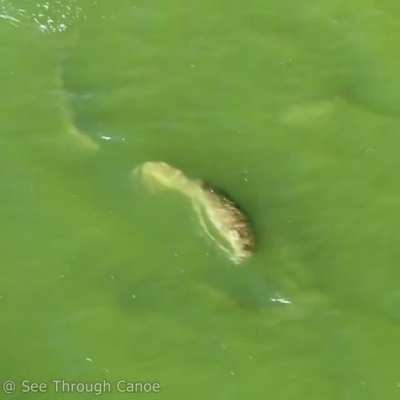 The Odd Pod. A Manatee Adopted by a Pod of Dolphins