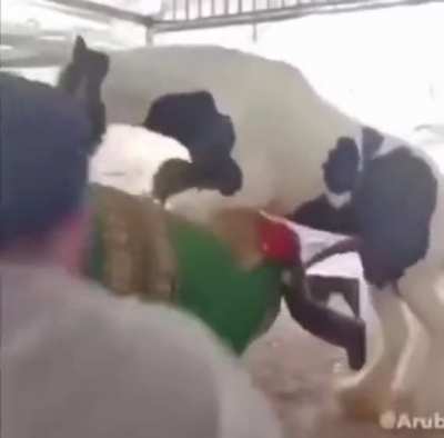 Pedra gardaş gaç kurtar kendini (NSFW)