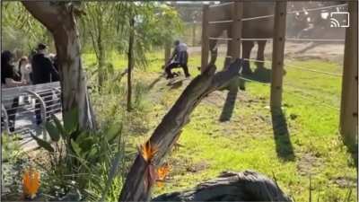 WCGW crossing 2 barriers with your child to take a photo with an elephant