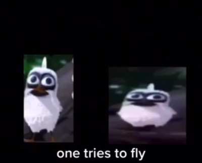 Birds?