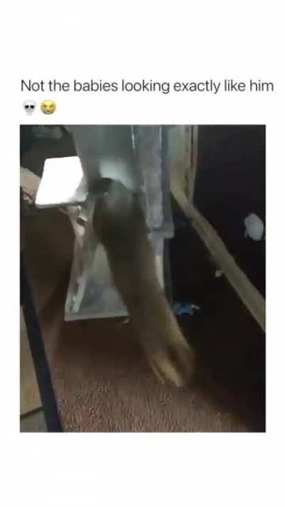 Cat looks just as surprised