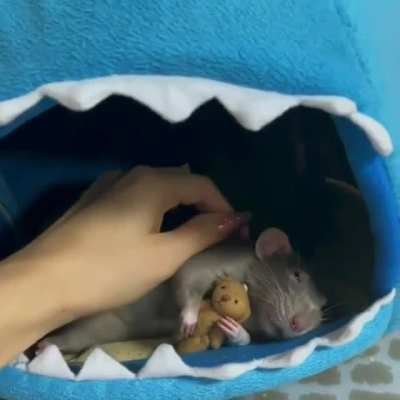 Sleeping buddy!