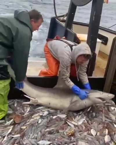 Lucky shark (not my video)