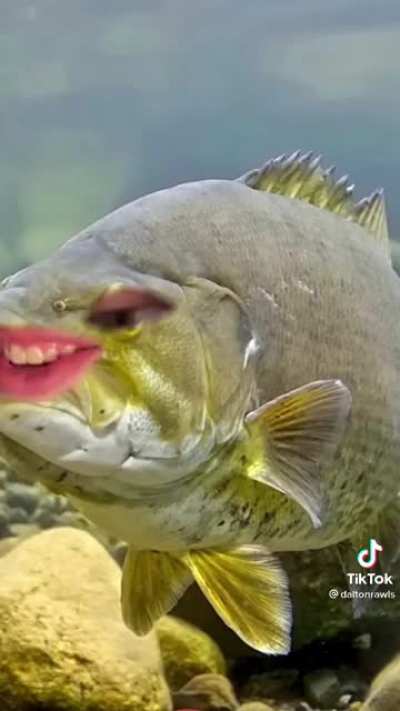 Poor fish