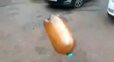 Dog goes boom (Dog wasn't harmed)