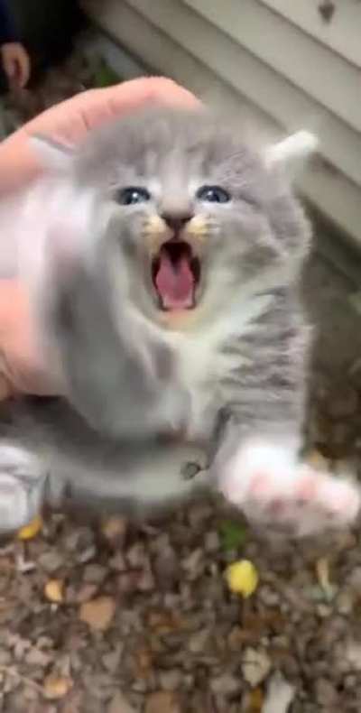 He no laik pettings.