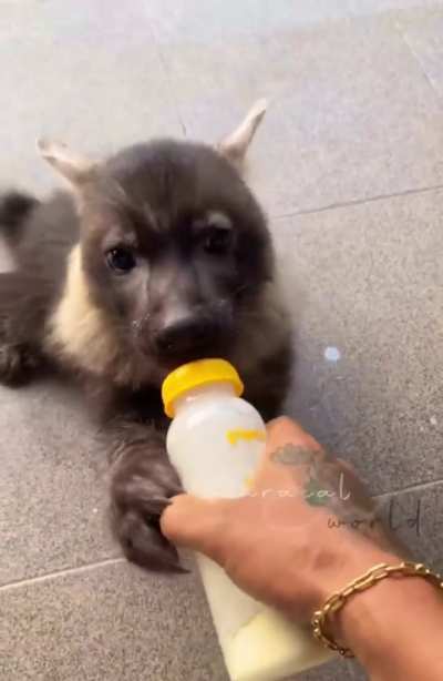 Ferocious baby wunkus NEEDS the milk