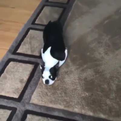When your dog wants to be a roomba