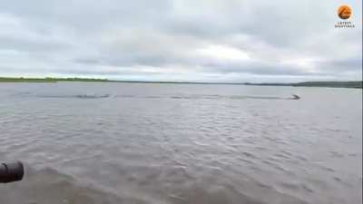An Antelope desperately attempts to avoid death crossing a river as a Croccodile does it's best to make a meal out of it.