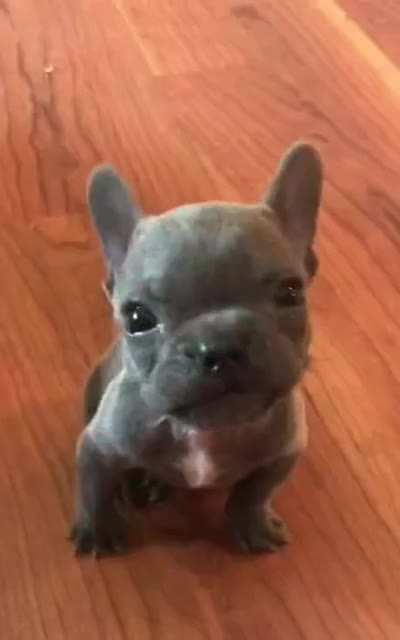 Anybody else think he looks exactly like Stitch from Lilo and Stitch? Even his little growls are cute!