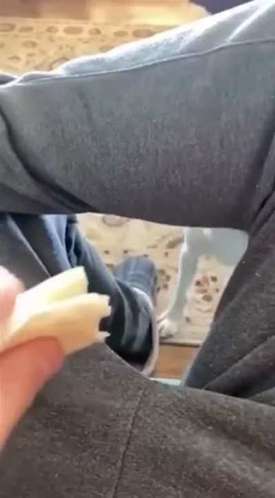 stop teasing dogo