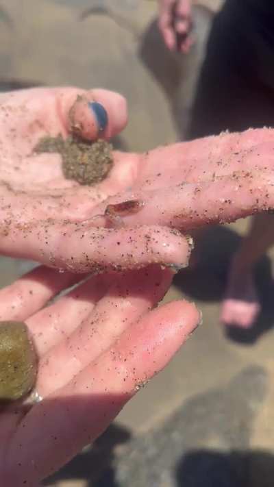 Can anyone ID this species (baby)?