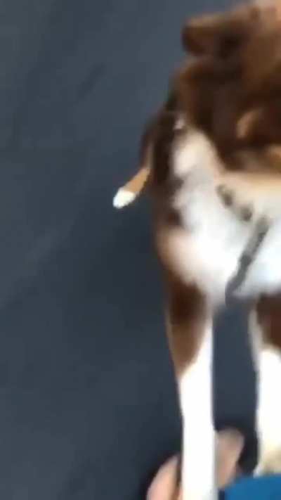 This puppy is the boss