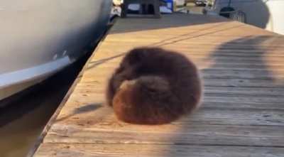 🔥 A baby sea otter relaxing on a dock before rolling into its mother's arms 🔥