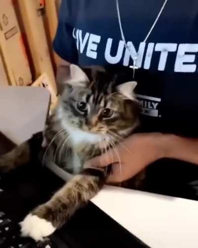Shushi the CEO Cat.