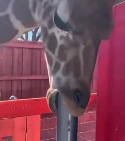 Even a giraffe knows…