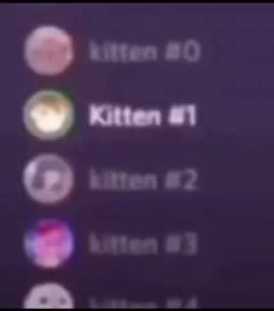 Kitten 2 is SO CUTE 😻😻