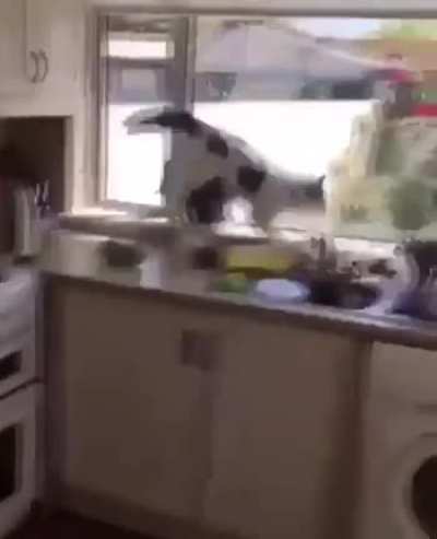 Шерстяной