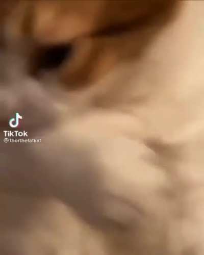 Dün gece 3 post attım bu kedi son olsun