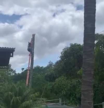 Cutting a tree without knowing how to cut a tree