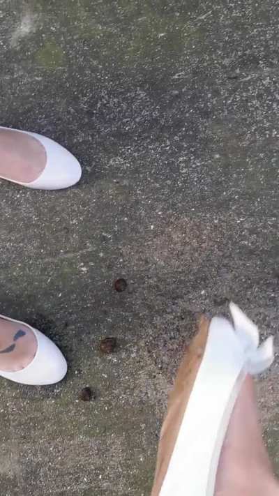 Snails crushed POV