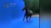 CAVALO