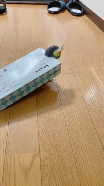 What kind of turtle is this?