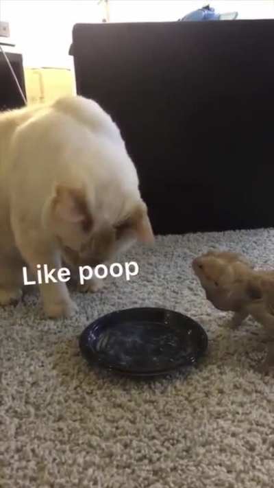As you say master