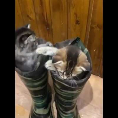 Юность котов маркиза де Караб<wbr>аса 👢👢