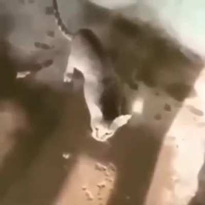 Gato allah