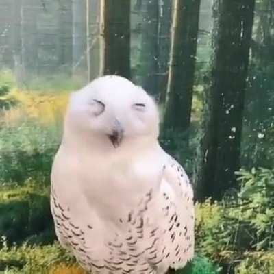🔥 Like humans ,birds too yawn.