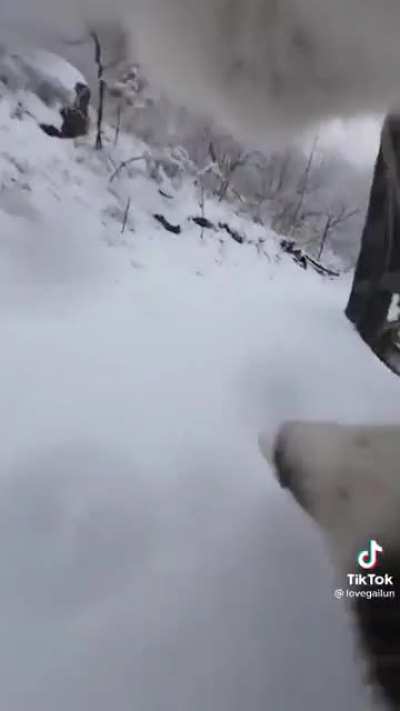 Cat running on the snow with a camera attached
