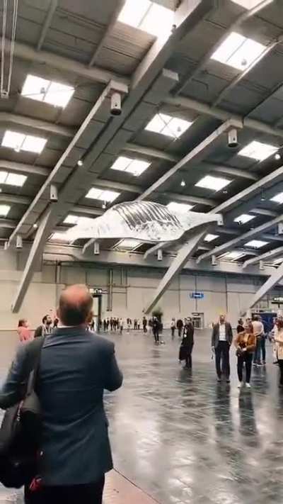 Flying rays!