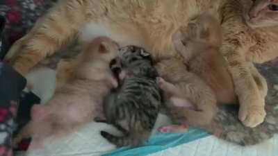 Illegally smol street brawl!