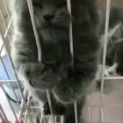 Rawr