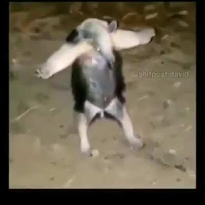 tamanduá bandeira também faz parte dos animais fazendo merda >:(