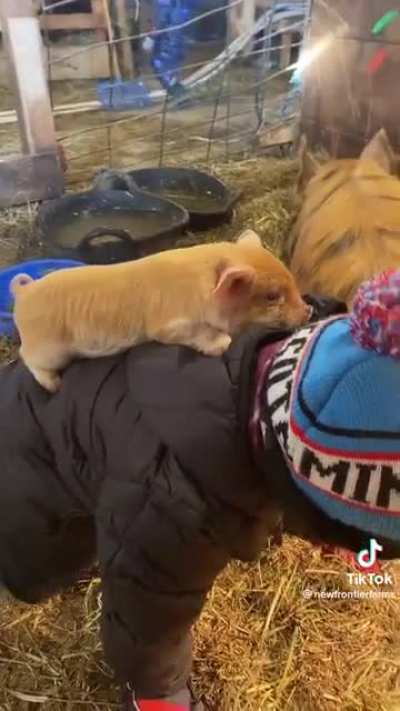 Pig Gets Piggy Back Ride