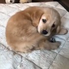 he finally caught it