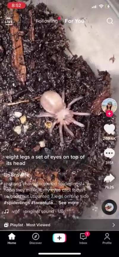 Conjoined spider? (Not my video)