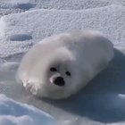 Looks very fluffy
